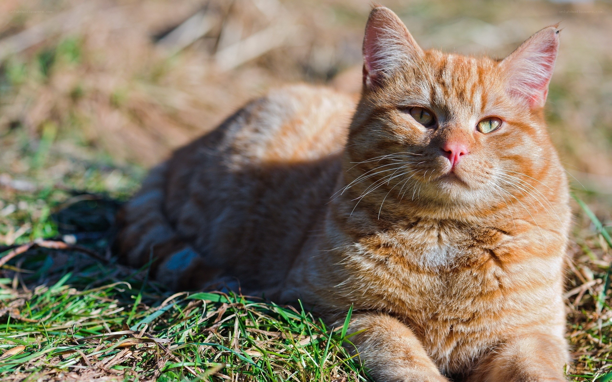 Orange tabby cat in grass