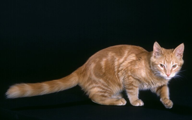 orange tabby cat in motion
