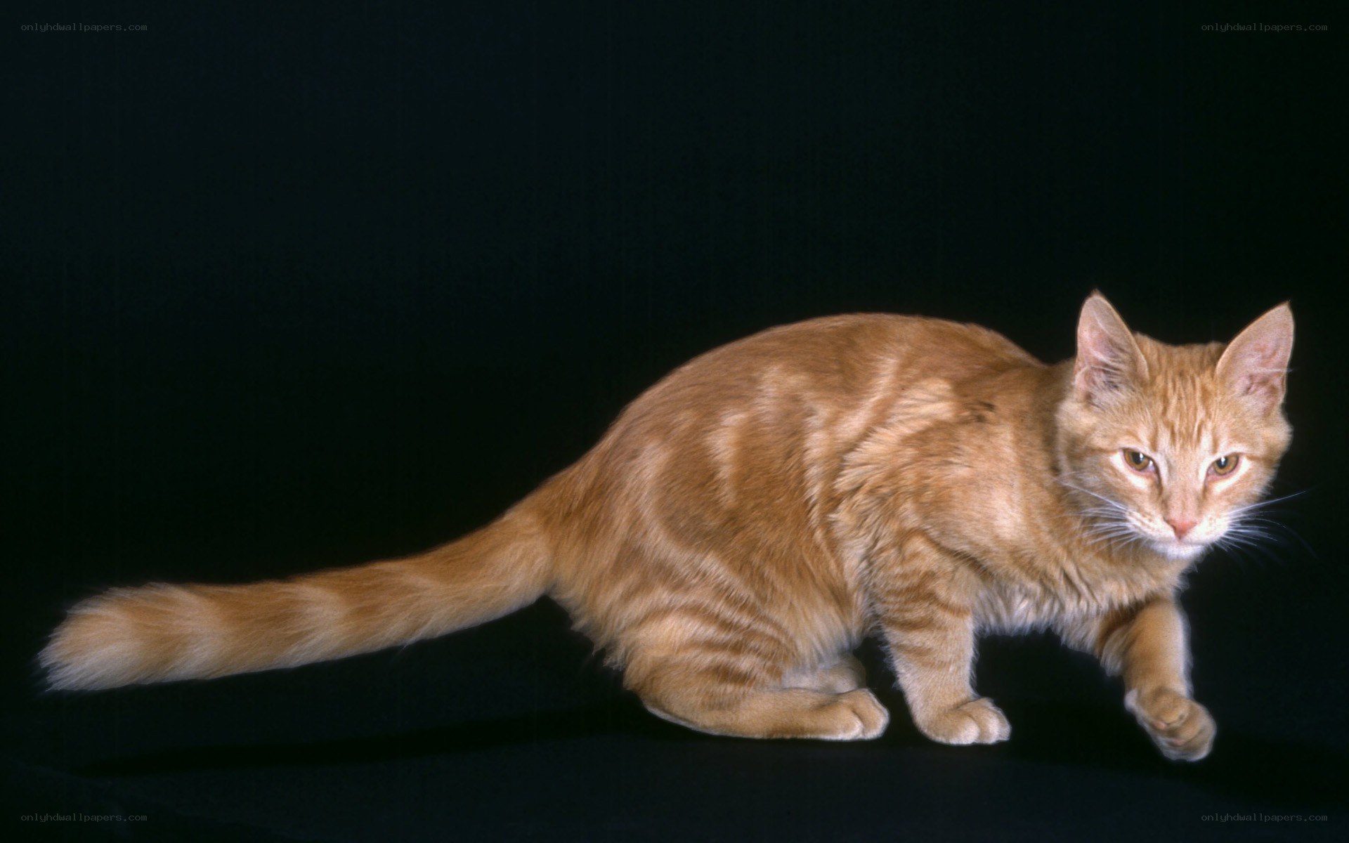 orange tabby cat in motion