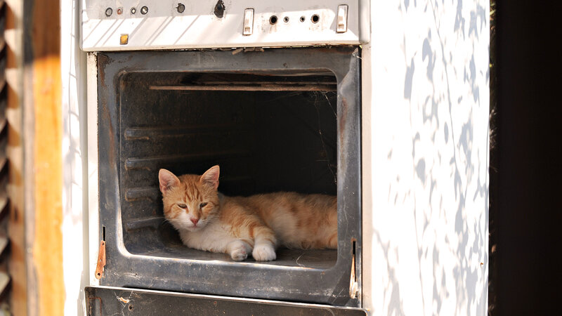 Orange Tabby Cat in Oven