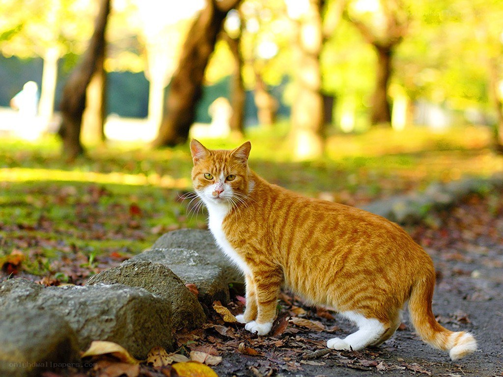 Orange tabby cat in park