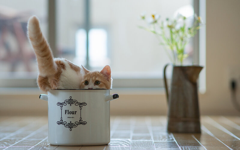 Orange Tabby Cat in Pot