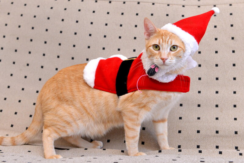 Orange Tabby Cat in Santa Outfit