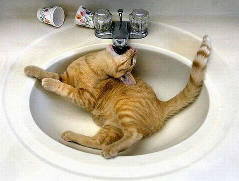 Orange Tabby Cat in Sink — Playful