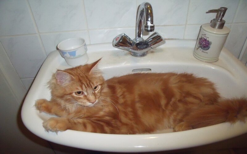 Orange Tabby Cat in Sink