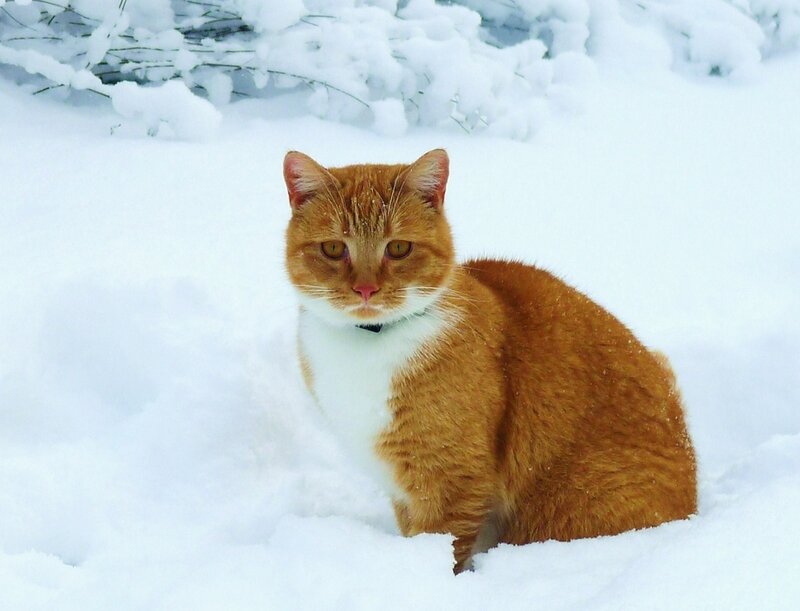 Orange Tabby Cat in Snow