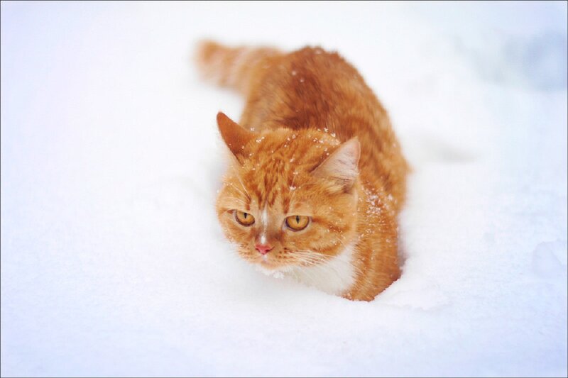 Orange Tabby Cat in Snow — White