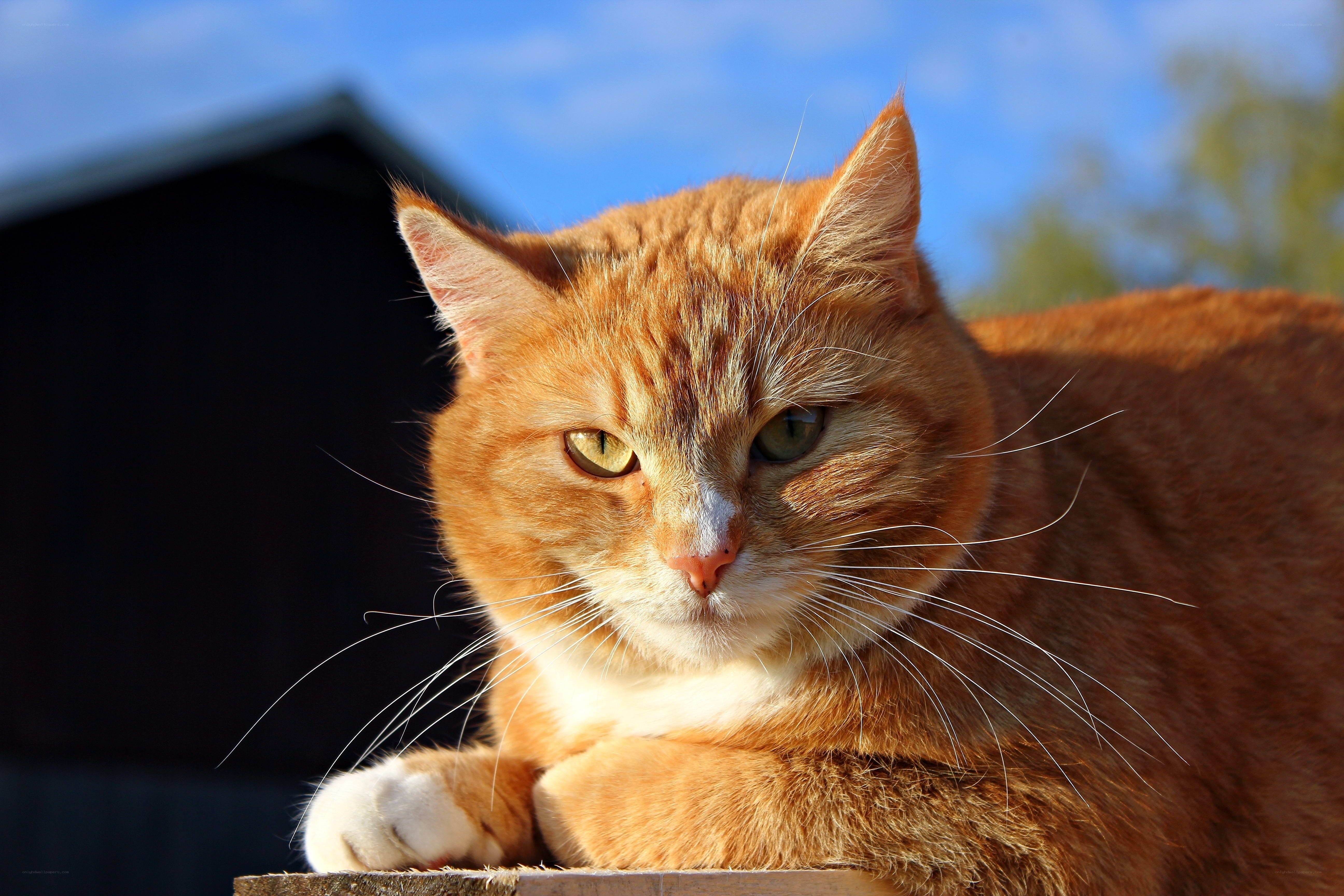 orange tabby cat in sunlight