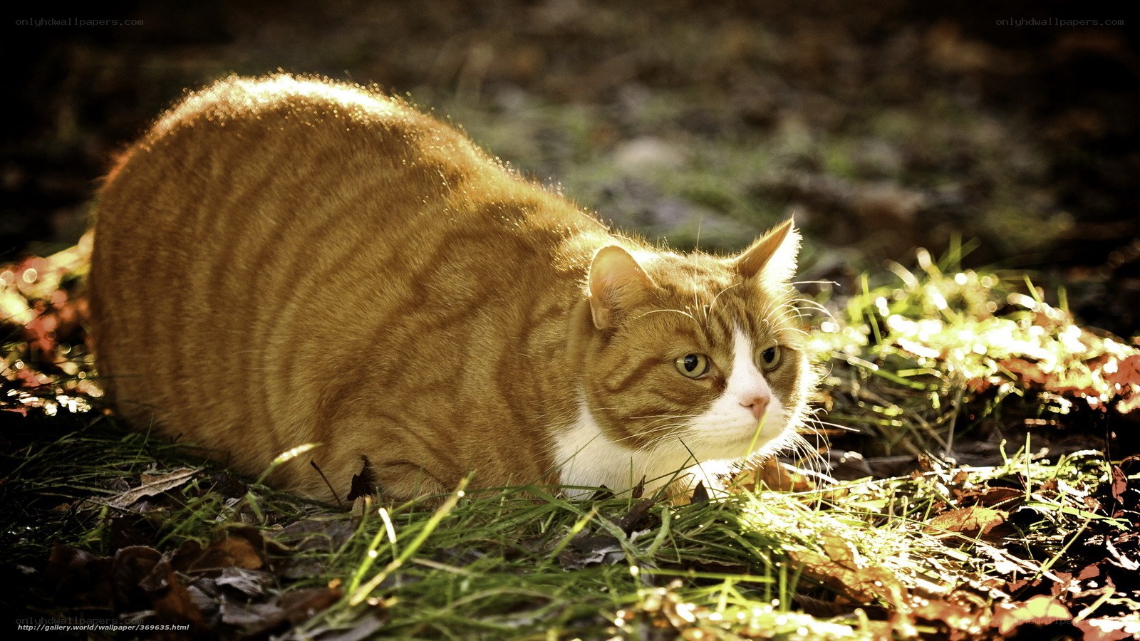 Orange tabby cat in sunlight