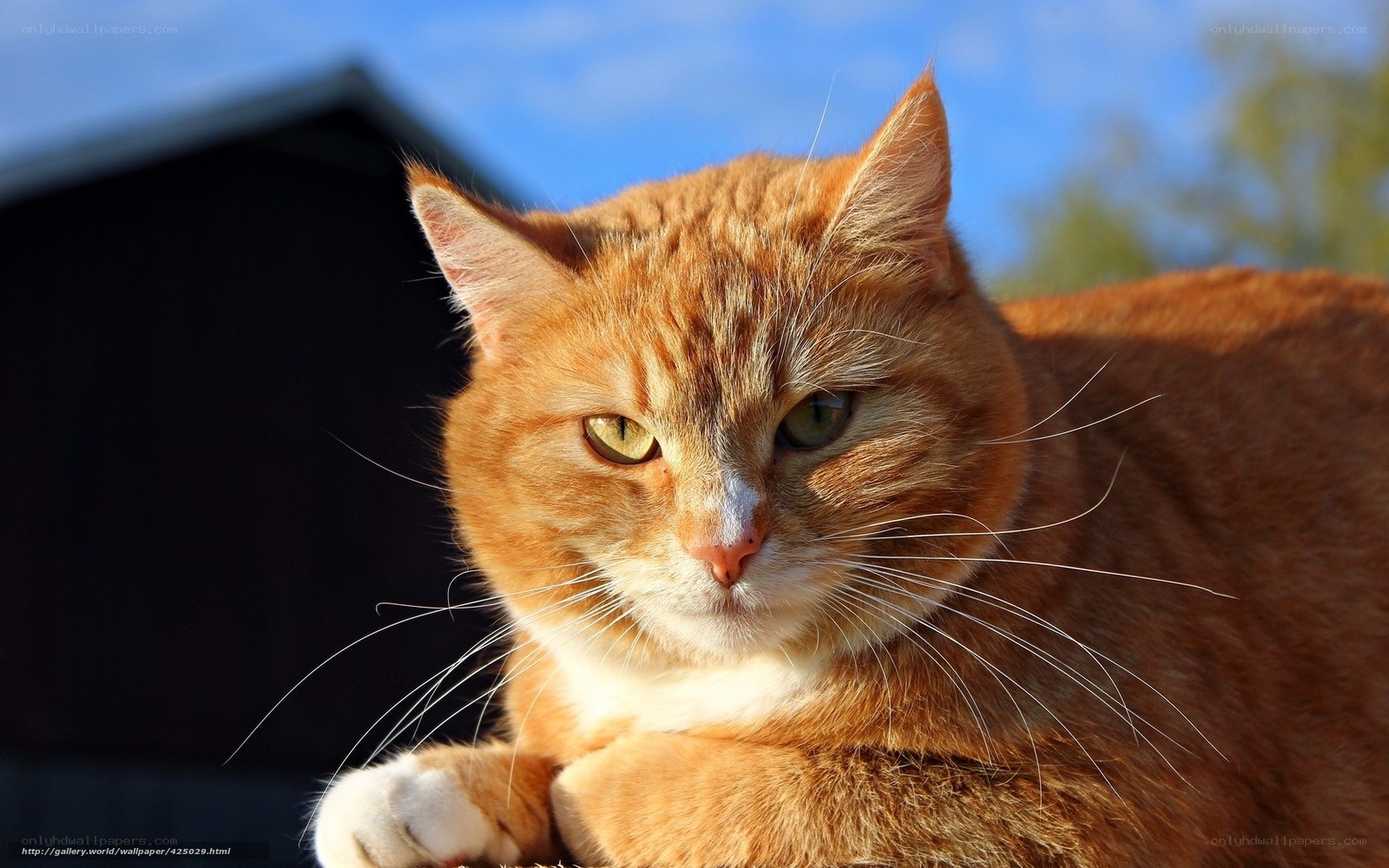 orange tabby cat in sunlight
