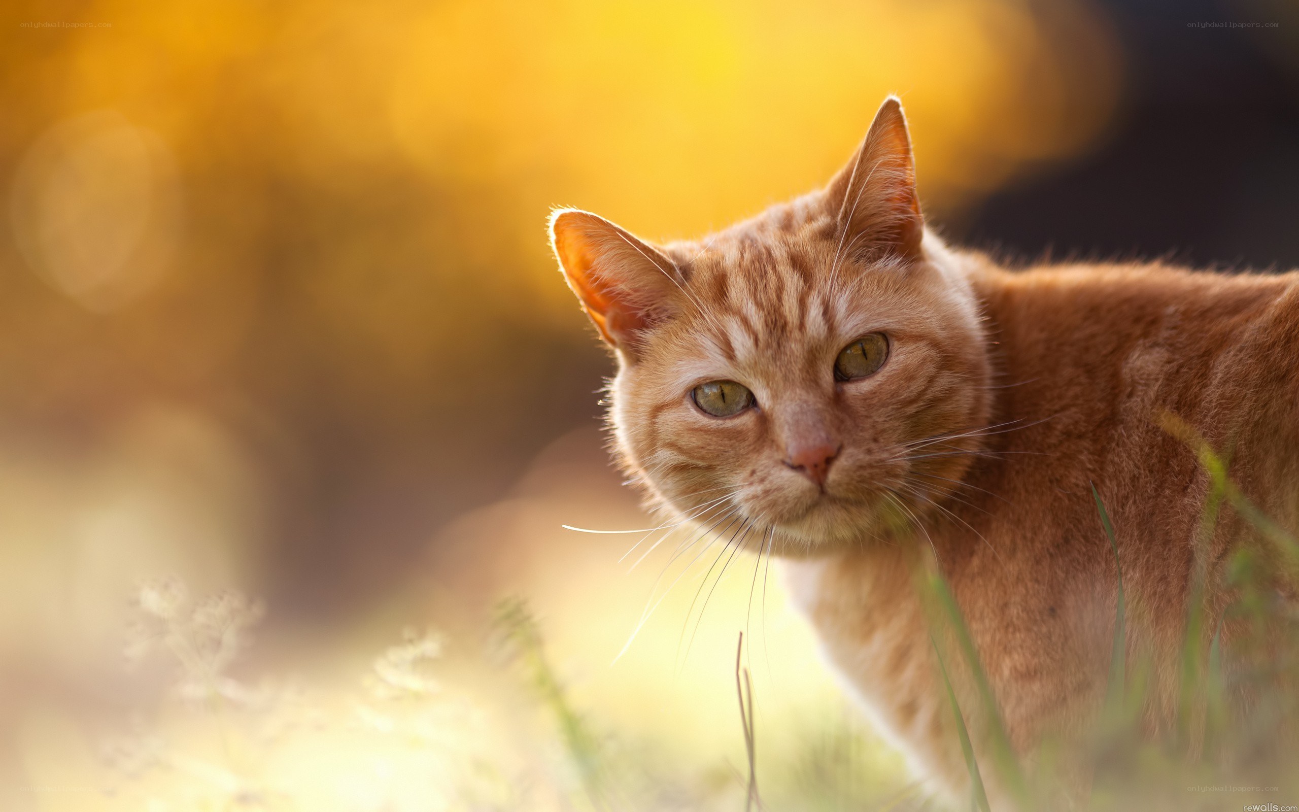orange tabby cat in sunlight