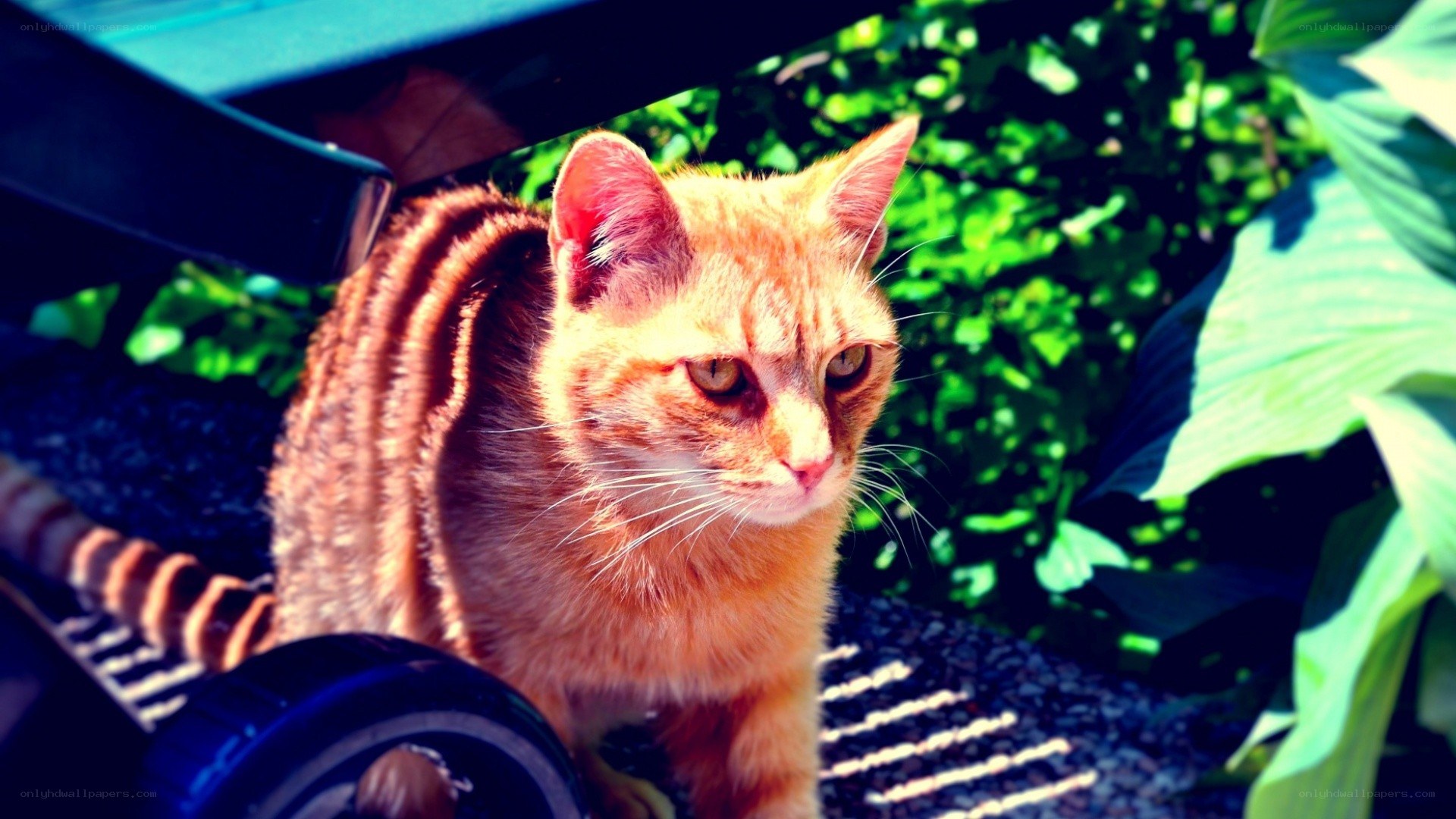 orange tabby cat in sunlight