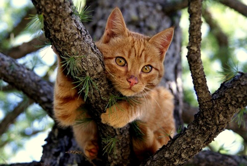 Orange Tabby Cat in Tree — Curious, Afternoon