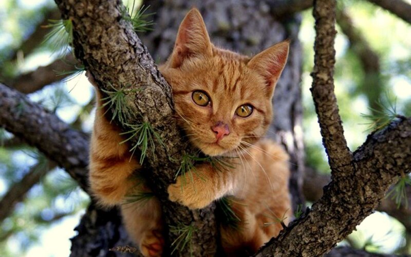 Orange Tabby Cat in Tree — Curious