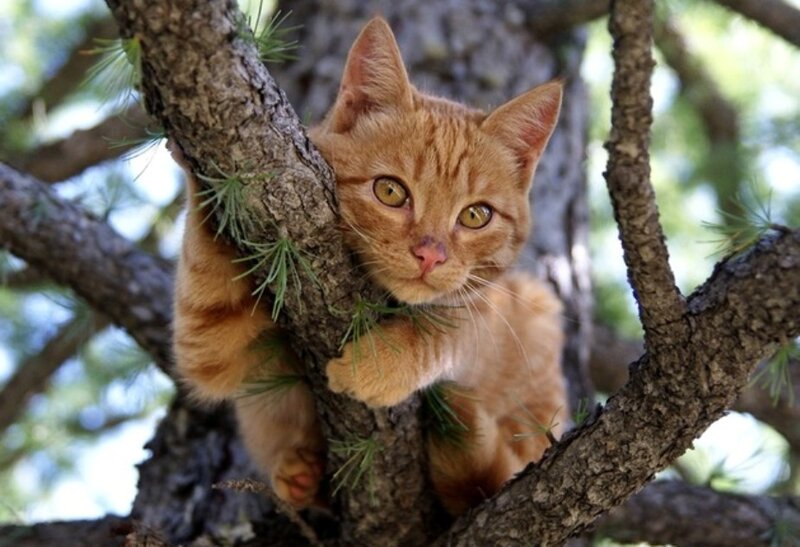 Orange Tabby Cat in Tree