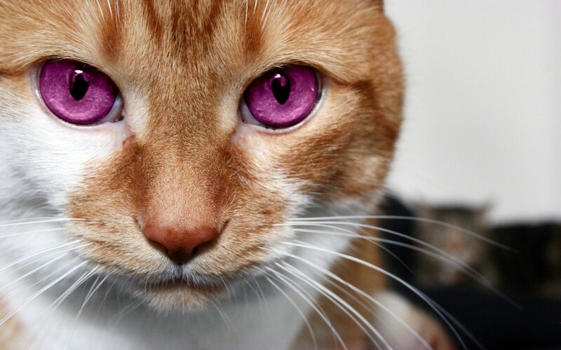 Orange Tabby Cat — Intense, Photograph, Eyes