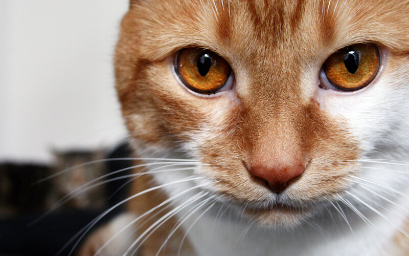 Orange Tabby Cat — Intense, Photograph
