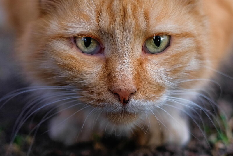 Orange Tabby Cat — Intense, Photograph, Whiskers, Eyes