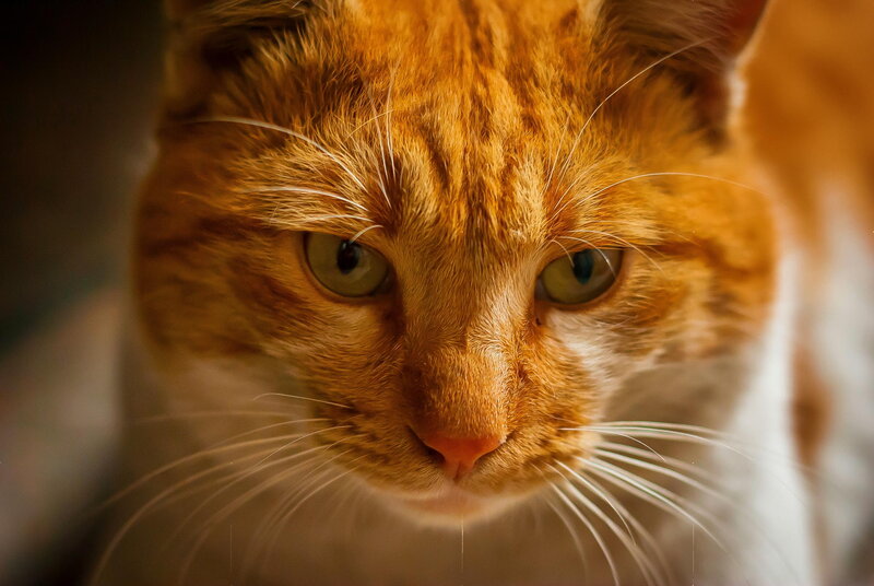 Orange Tabby Cat — Intense, Photograph, Whiskers