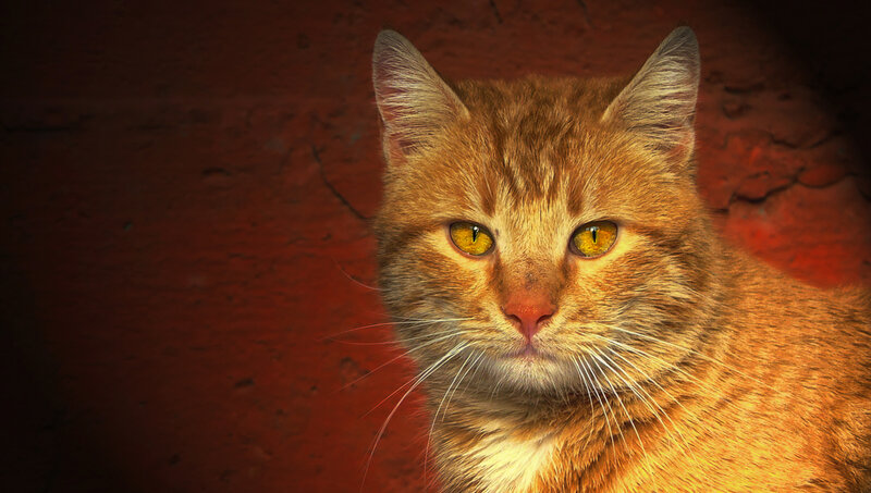 Orange Tabby Cat — Intense