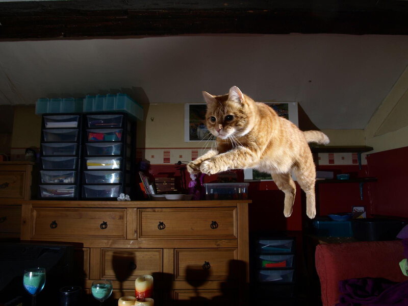 Orange Tabby Cat Jumping — Brown, Dramatic
