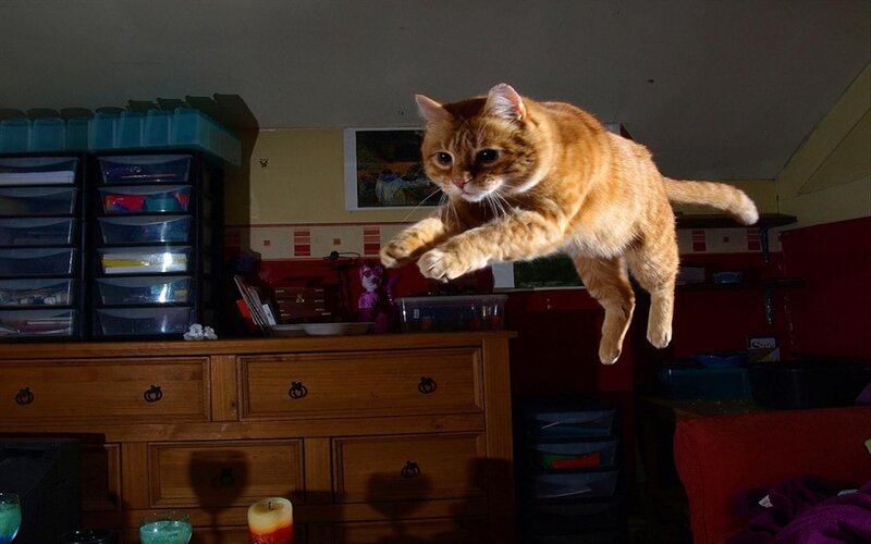 Orange Tabby Cat Jumping — Brown