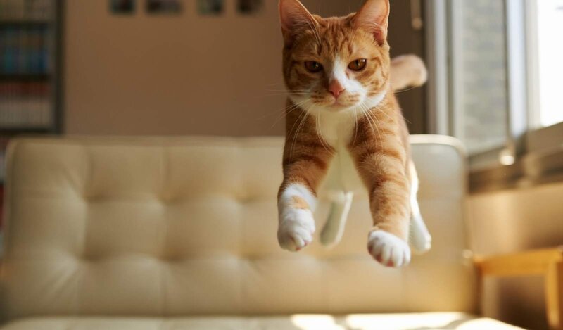 Orange Tabby Cat Jumping — Calm, Afternoon