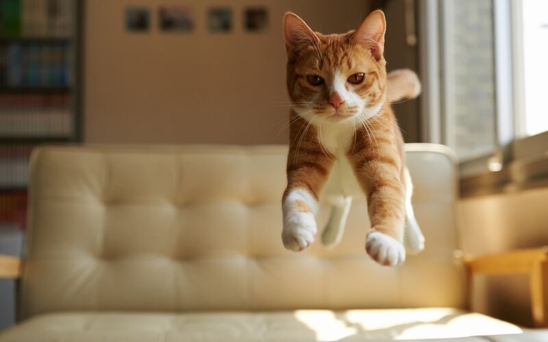Orange Tabby Cat Jumping — Calm