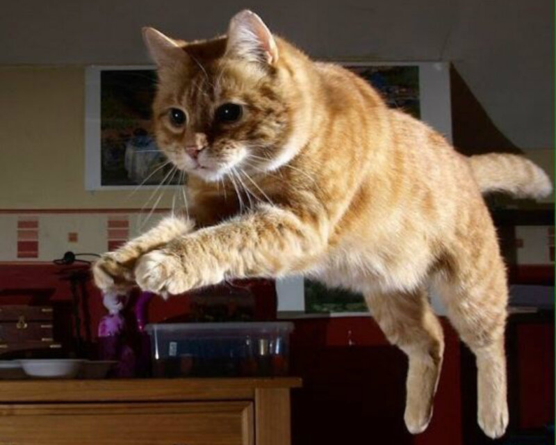 Orange Tabby Cat Jumping — Dynamic