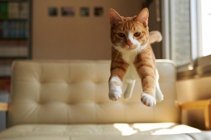 Orange Tabby Cat Jumping — Playful