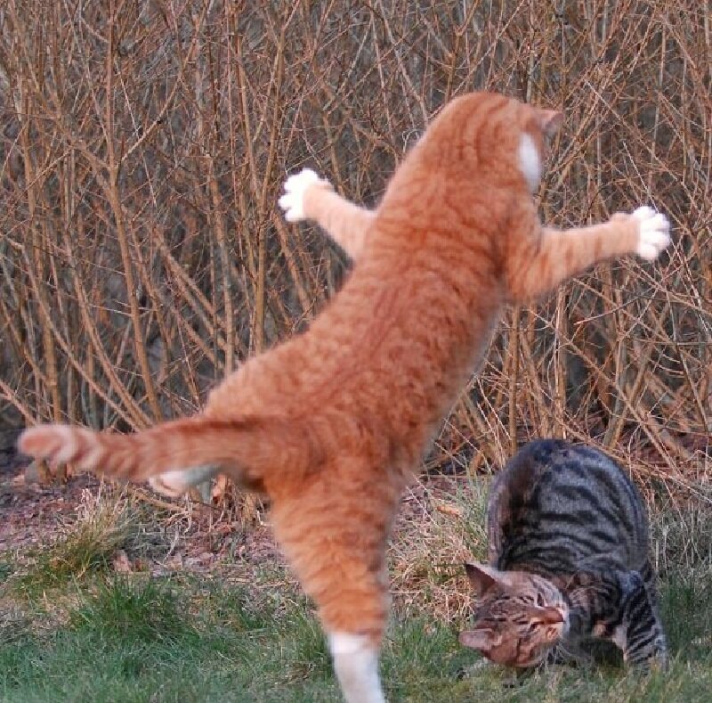 Orange Tabby Cat Jumping