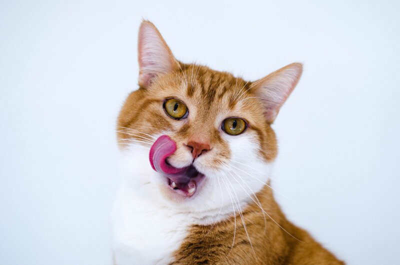 orange tabby cat licking nose
