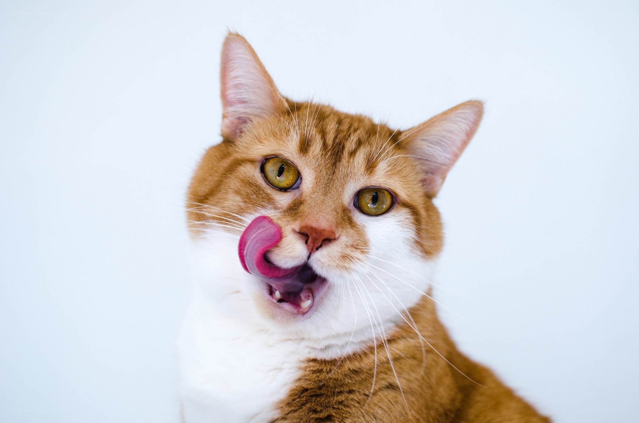 orange tabby cat licking nose
