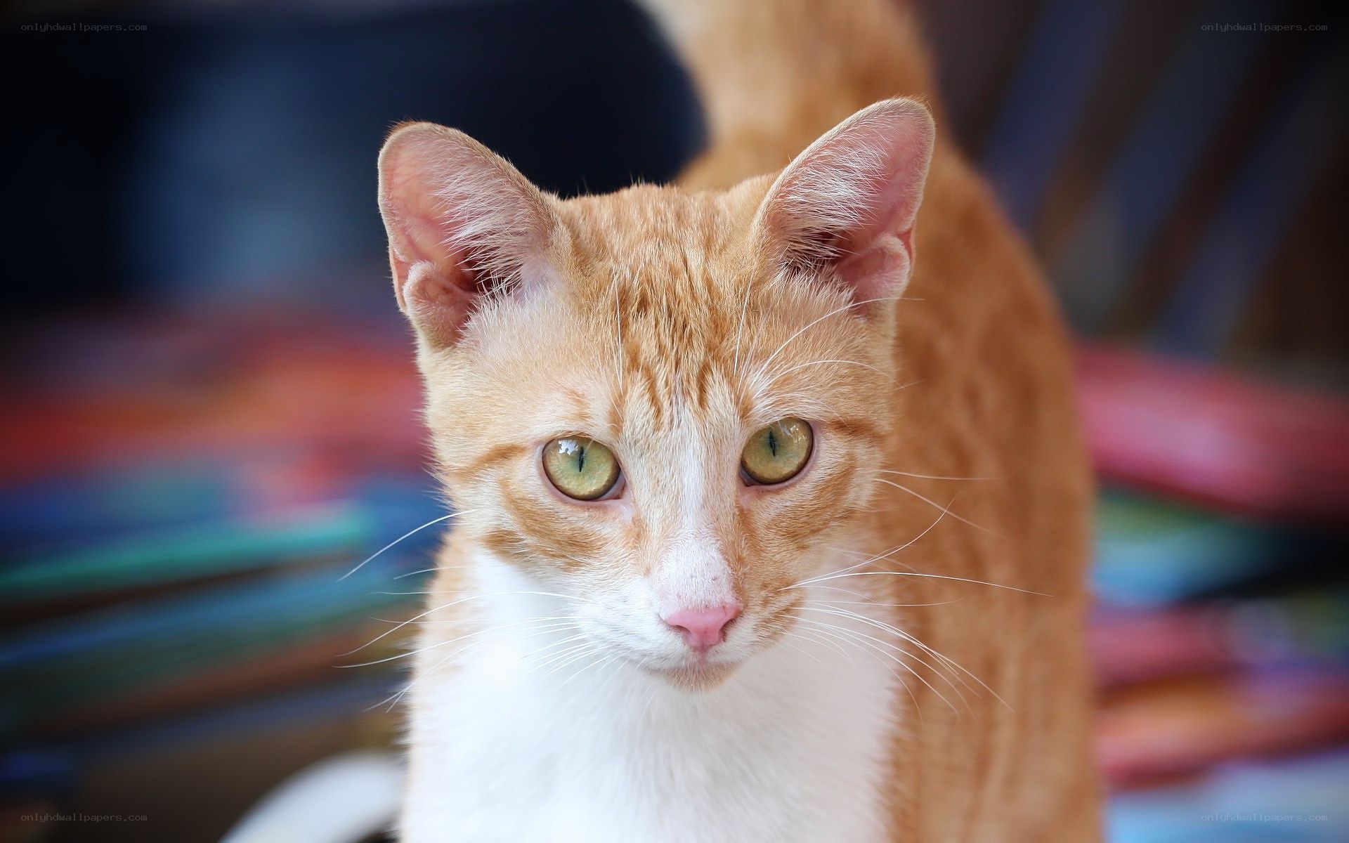 orange tabby cat looking at camera