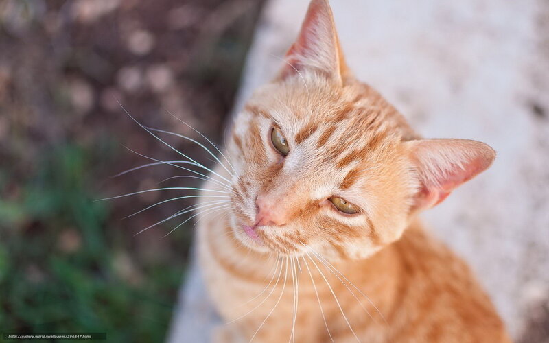 orange tabby cat looking up
