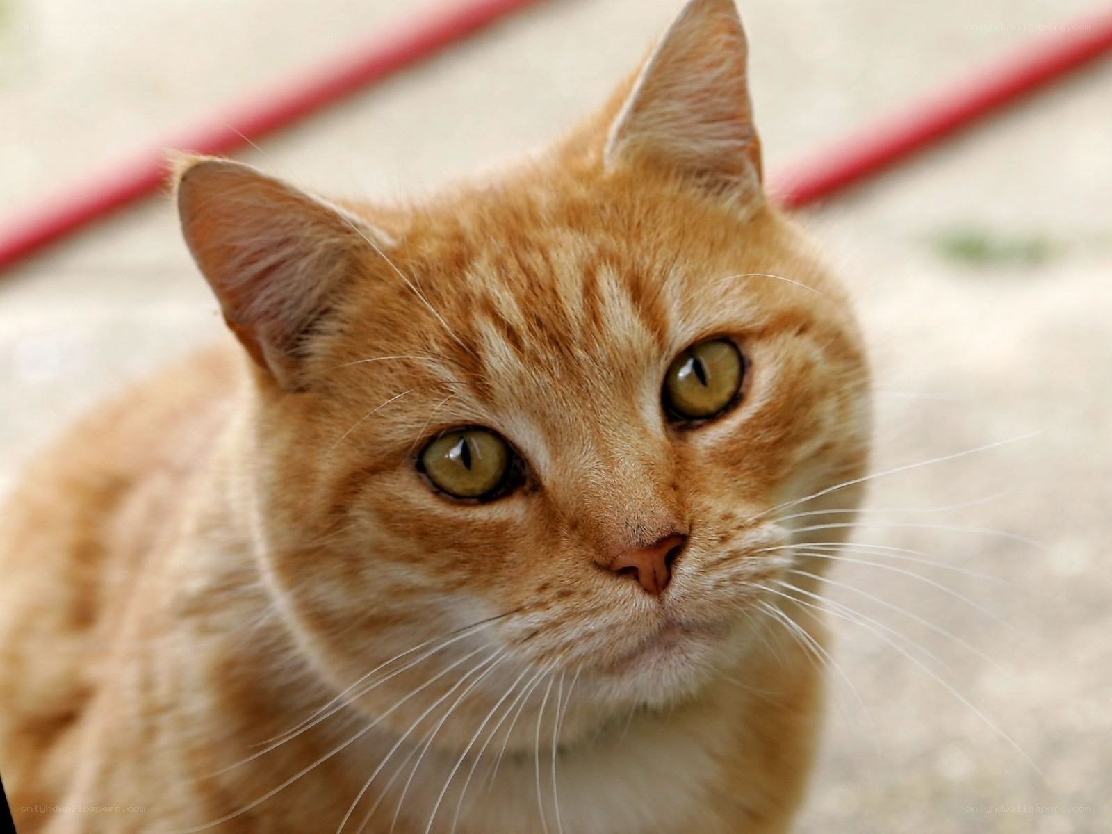orange tabby cat looking up