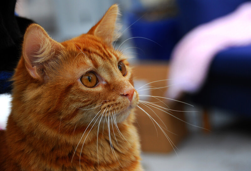 orange tabby cat looking up