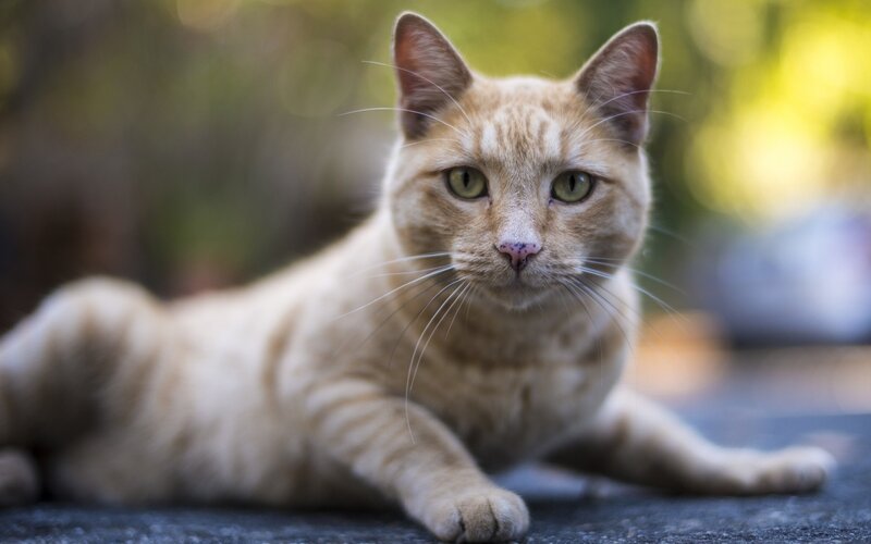 orange tabby cat lying down