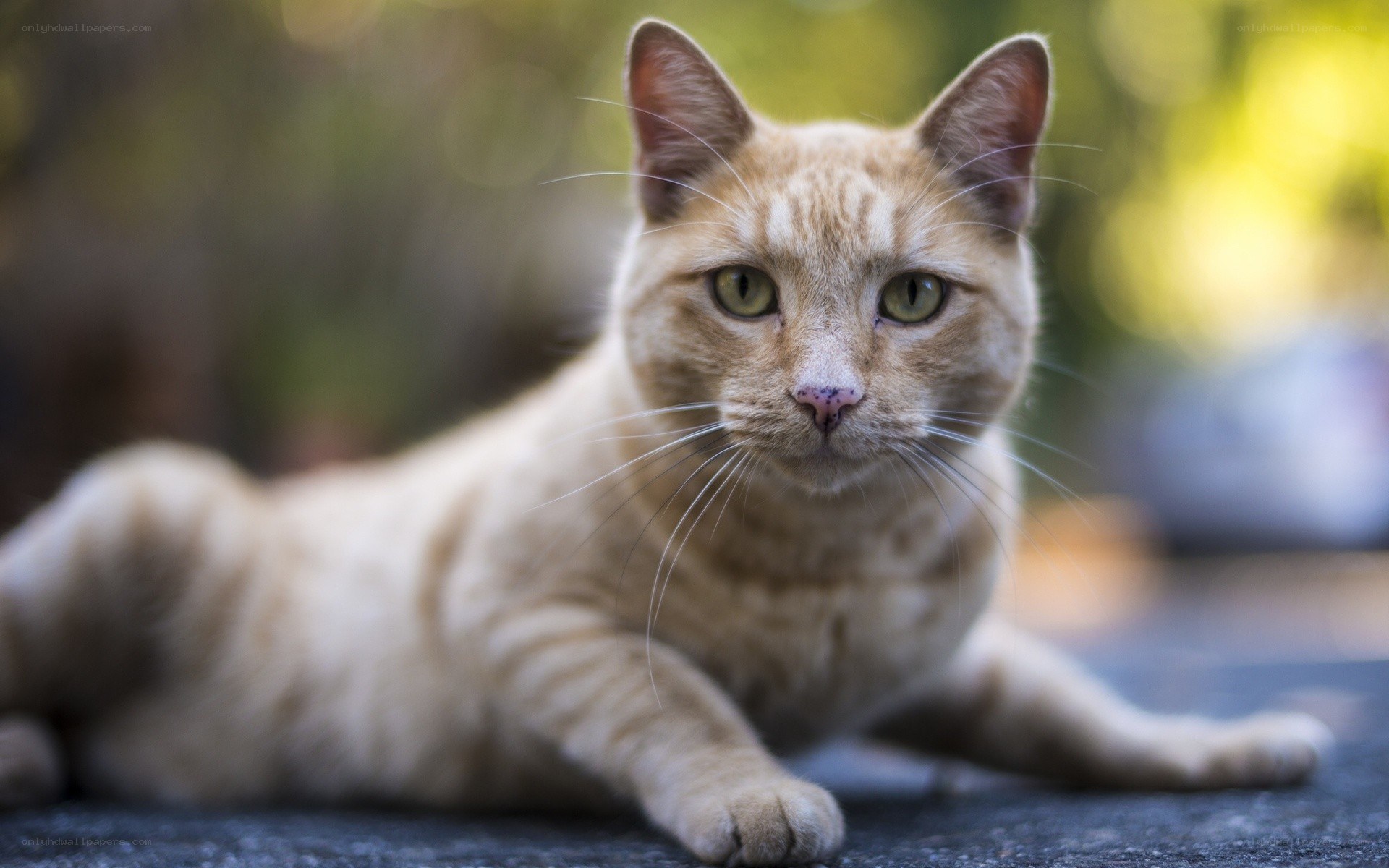 orange tabby cat lying down
