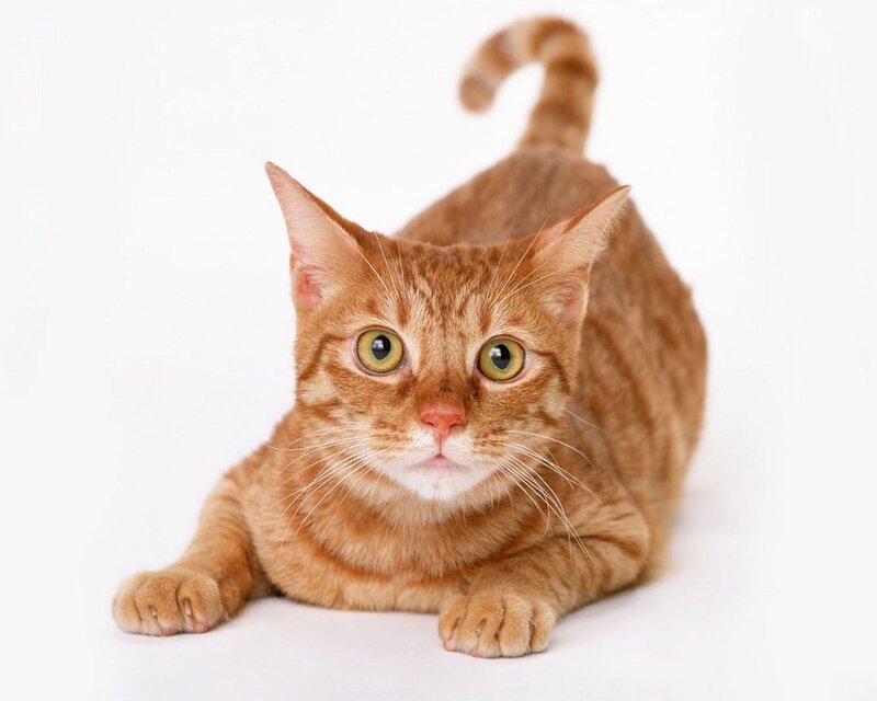 orange tabby cat lying down