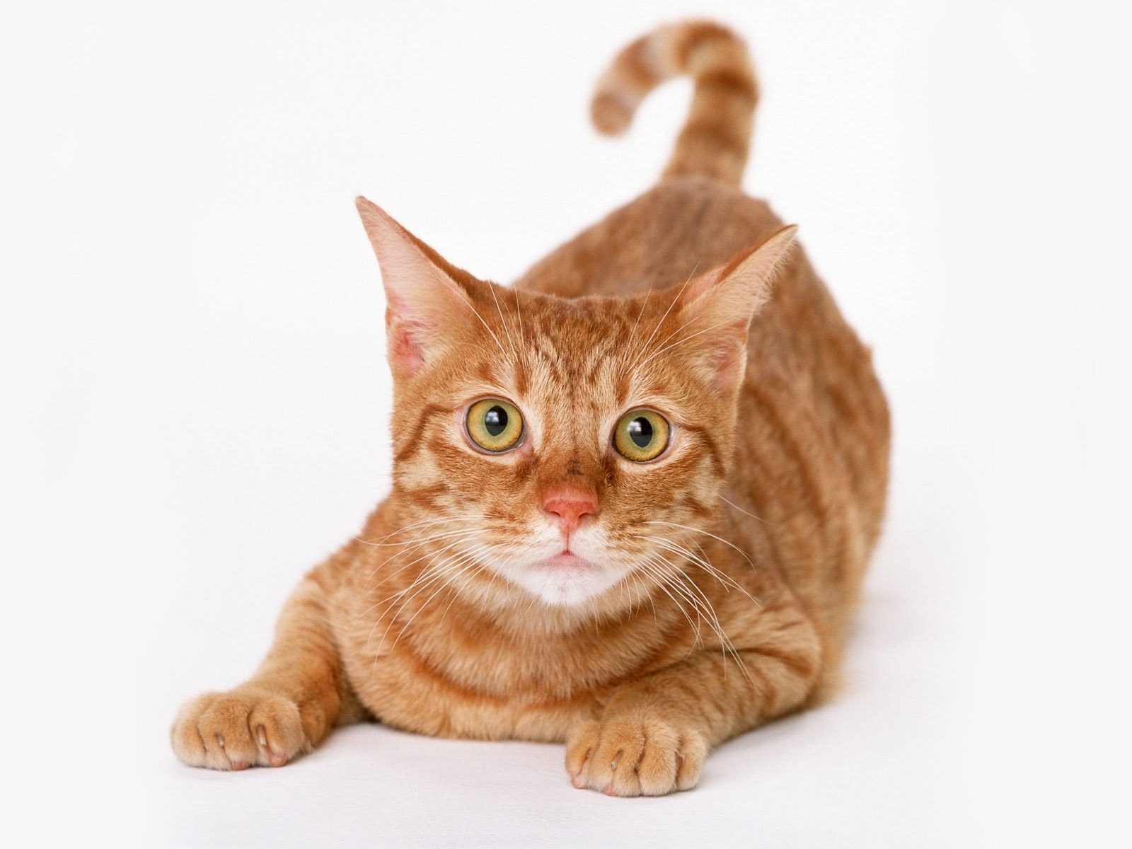orange tabby cat lying down