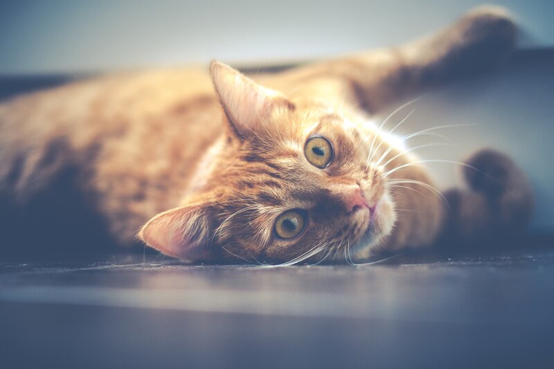 orange tabby cat lying down