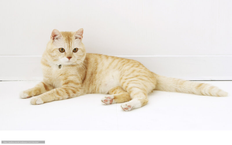 orange tabby cat lying down