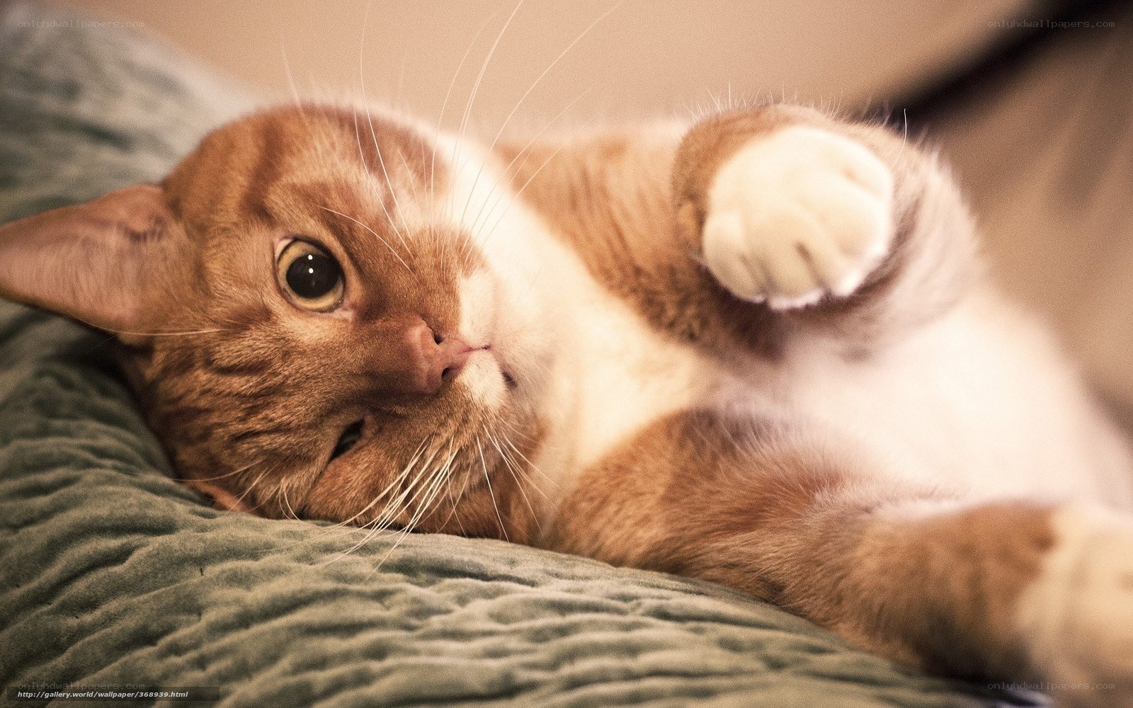 orange tabby cat lying on back