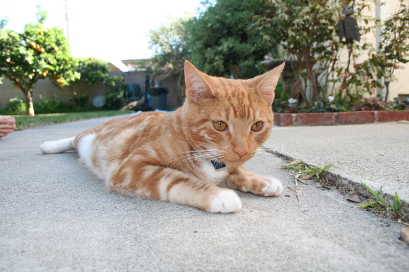 orange tabby cat lying on pavement