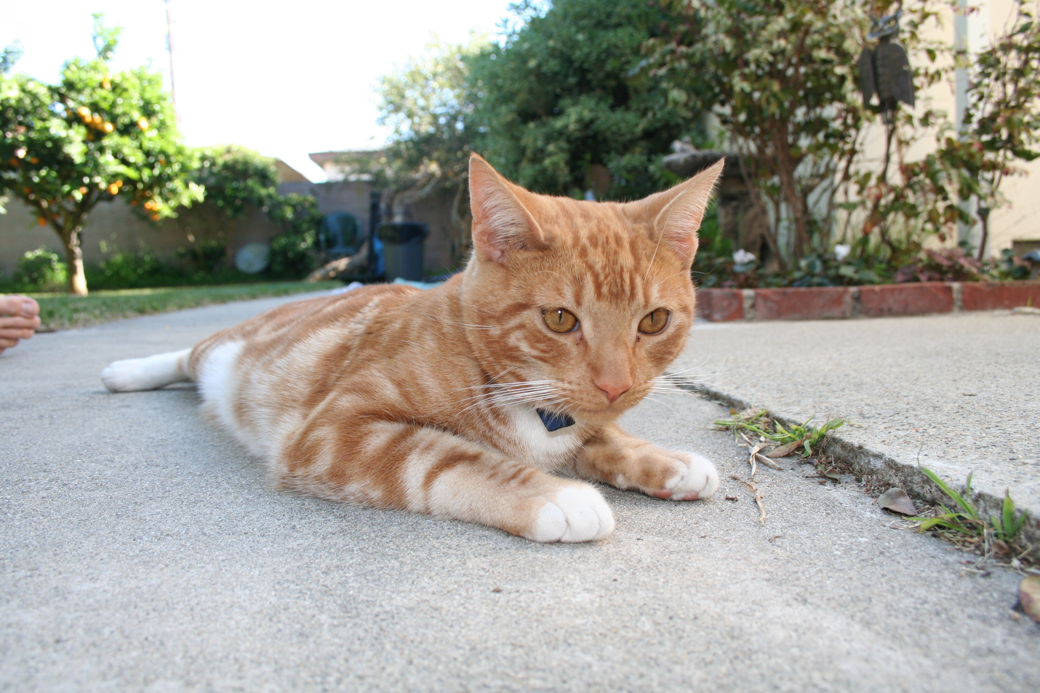 orange tabby cat lying on pavement