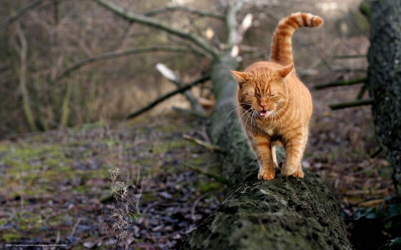 Orange Tabby Cat — Natural, Afternoon