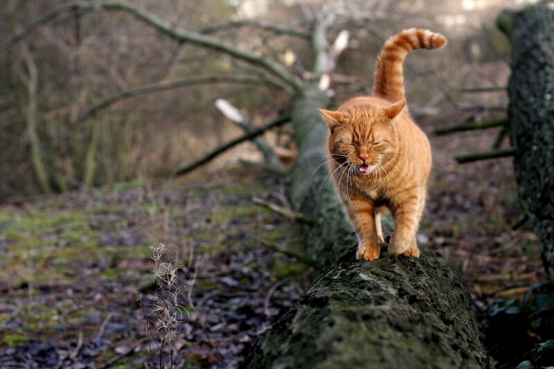 Orange Tabby Cat — Natural, Autumn, Photograph