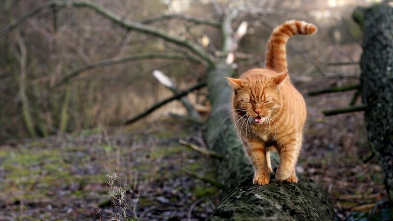 Orange Tabby Cat — Natural, Autumn, Photograph, Tree Trunk