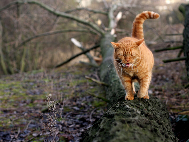 Orange Tabby Cat — Natural